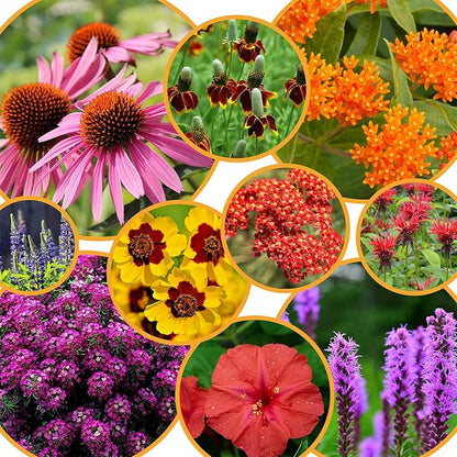 Perennial Wildflower Pollinator Seed Pack - 10 Unique Varieties, 100% Pure, Non-GMO, Eco-Friendly Seeds for Year-Round Blooms