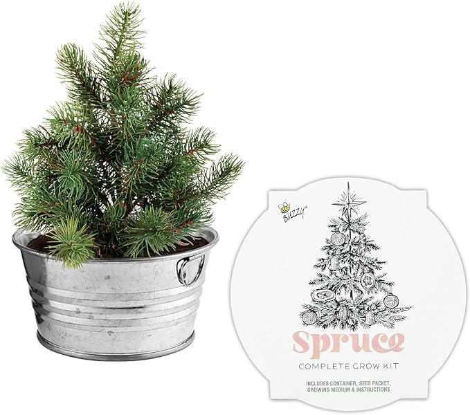Buzzy Seeds Spruce Christmas Tree Grow Kit - Metal Windowsill Planter - Complete Indoor/Outdoor Gardening Kit with Seeds, Coconut Husk Growing Medium & Genuine Pots - 100% Grow Guarantee