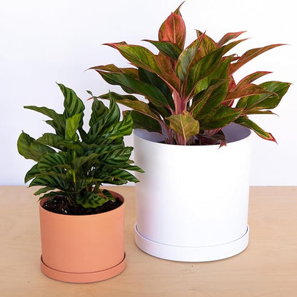 Bloem Mathers 6" Muted Terra Cotta Round Modern Resin Garden Planter Pot with Drainage Holes and Removable Saucer Tray Included