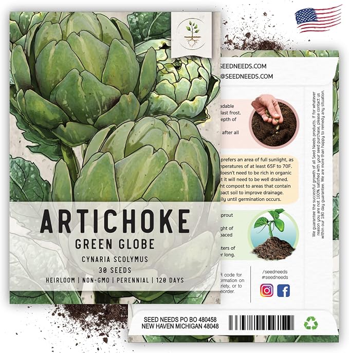 Seed Needs Green Globe Artichoke Seeds to Plant Heirloom & Non-GMO 2 Packs