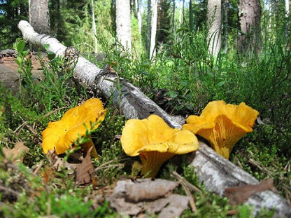 Spores Mushroom Golden Chanterelle Seeds Mycelium Spawn Dried Hierloom Non GMO