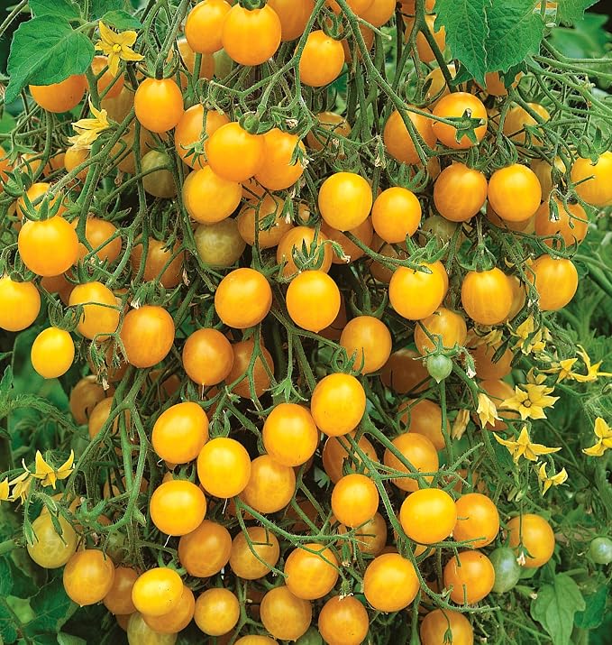 Burpee 'Yellow Currant', Yellow Sweet Cherry Tomato, 30 Non-GMO Seeds