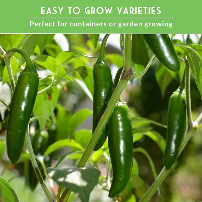 4 Variety Pack Pepper Seed Collection | Jalapeño, Serrano, Cubanelle & California Wonder | Heirloom Non-GMO Hot & Sweet Peppers | Survival Garden Seeds