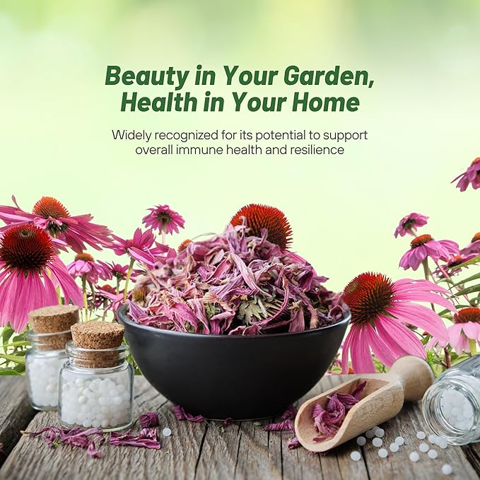 Outsidepride Purple Echinacea Coneflower Seeds - 1 lb Perennial, Deer-Proof & Drought Tolerant Flower Seeds with Daisy-Like Blooms for Pollinator-Friendly Gardens, Borders, & Meadows