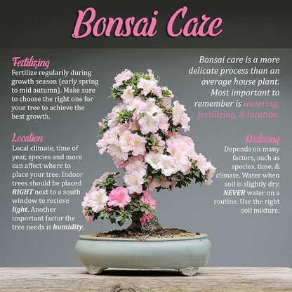 BambooMN Brand - 7.25" Black Bonsai Shear - 10 Shears