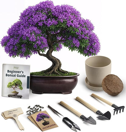 Avergo Bonsai Starter Kit – Growing Jacaranda Bonzai Tree | Complete Indoor Tree Kit for Growing Plants with Tools & Planter – Gardening Gifts for Mother, Women & Men