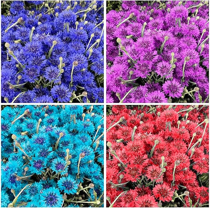 3200+ Mix Cornflower Seeds for Planting - Non-GMO Bachelor Button Flower Seeds Garden Outdoor,Perennial Plant Seeds