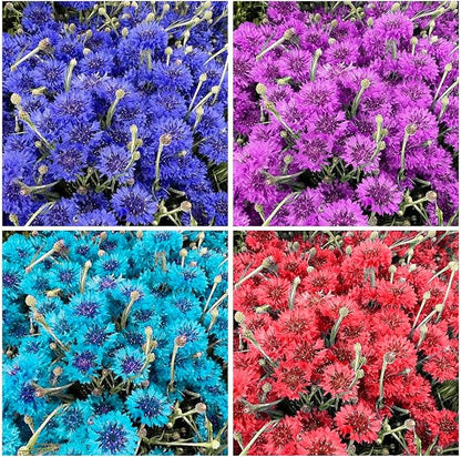 3200+ Mix Cornflower Seeds for Planting - Non-GMO Bachelor Button Flower Seeds Garden Outdoor,Perennial Plant Seeds