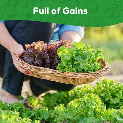 Heirloom Lettuce Seeds - 10 Varieties Lettuce Seeds for Planting - Includes Spinach, Kale, Arugula, Romaine, Iceberg, Buttercrunch & More, Home Garden & Hydroponic Seeds