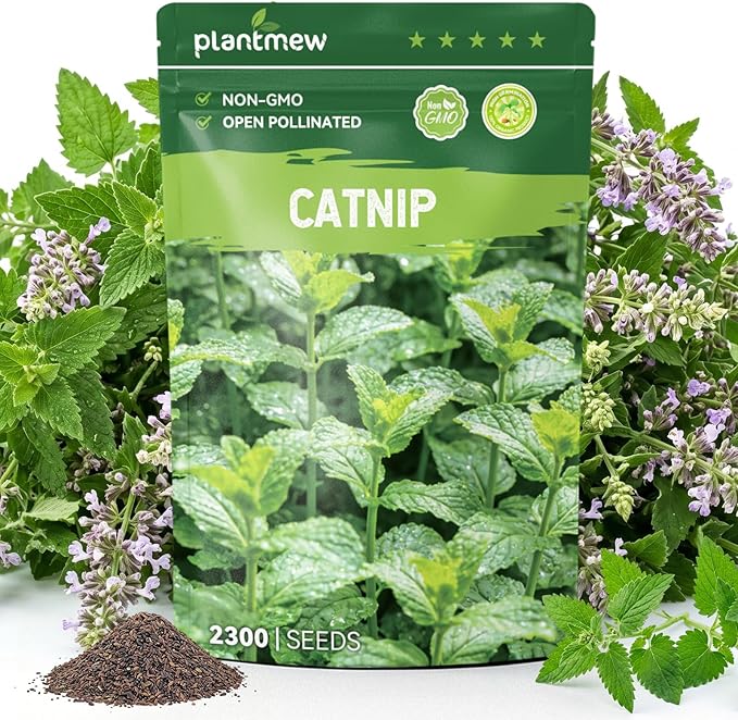 2300 Catnip Seeds for Planting Indoors & Outdoors - Premium Non-GMO Herb Cat Nip Plant Seeds, High Germination Rate - Grow Fresh Cat Grass