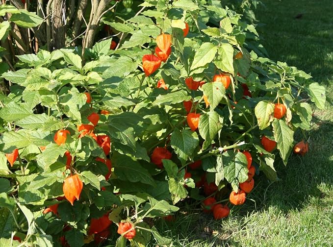 Seeds Strawberry Physalis Cape Gooseberry Goldenberry Ground Cherry Orange Non GMO Vegetable for Planting