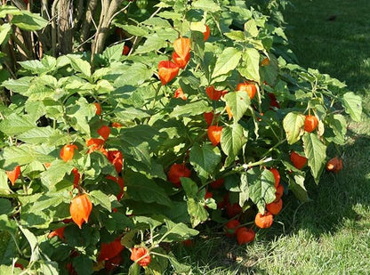 Seeds Strawberry Physalis Cape Gooseberry Goldenberry Ground Cherry Orange Non GMO Vegetable for Planting