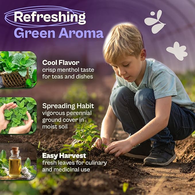 SVI 2500 Peppermint Seeds (Mentha piperita) - Aromatic Perennial Herb, Peppermint for Tea, Culinary Use - Non GMO & Herb Seeds for Outdoor & Indoor Garden, Containers