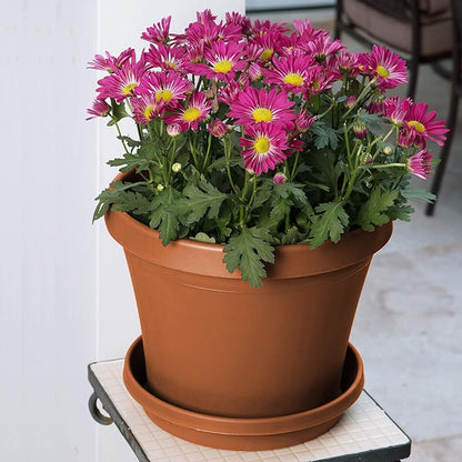 Bloem Terra Resin Saucer Tray: 4.75" Bottom Width - Terra Cotta - Matte, Durable, Ribbed Bottom, Indoor and Outdoor, Fits 6" Terra Pots