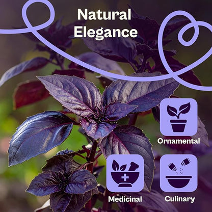 SVI 600 Dark Opal Basil Seeds (Ocimum basilicum) – Purple Sweet Basil Seed Packets –Non GMO Heirloom Herb Seeds, Aromatic Natural Herbs for Containers, Outdoor & Indoor Herb Garden