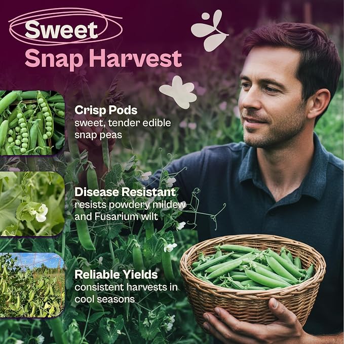 SVI 120 Cascadia Snap Pea Seeds (Pisum sativum) – Sugar Snap Peas, Sweet Peas Seed Packets, Pea Snaps Garden Seed Pack – Heirloom Vegetable Seeds Vegetable Garden, Raised Beds, Containers