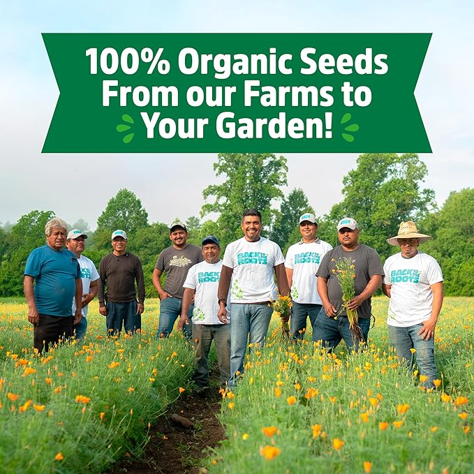 Back to The Roots 100% Organic Heirloom Seeds - Arugula 'Eruca Vesicaria' Value Pack (2.4g Total)