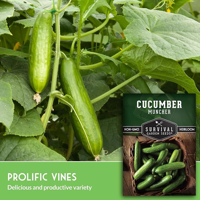 Muncher Cucumber Seeds for Planting | Burpless Variety with Smooth Skin for Snacking or Slicing – Survival Garden Seeds (1 Pack)