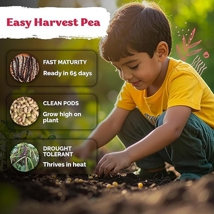 KVITER 75 Top Pick Pinkeye Cow Pea Seeds for Planting (Vigna Unguiculata) – Field Pea, Bush Purple Hull Peas, Heirloom Peas & Beans – Vegetable Seeds for Outdoor Garden, Beds, Containers