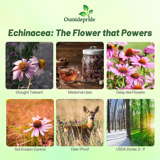Outsidepride Purple Echinacea Coneflower Seeds - 1000 Pcs Perennial, Deer-Proof & Drought Tolerant Flower Seeds with Daisy-Like Blooms for Pollinator-Friendly Gardens, Borders, & Meadows