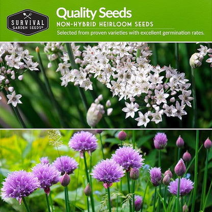 Chive Seeds Collection - Common & Garlic Chives Seed for Planting - 2 Packets of Non-GMO Heirloom Open-Pollinated Herb Varieties to Plant in Your Garden - Survival Garden Seeds