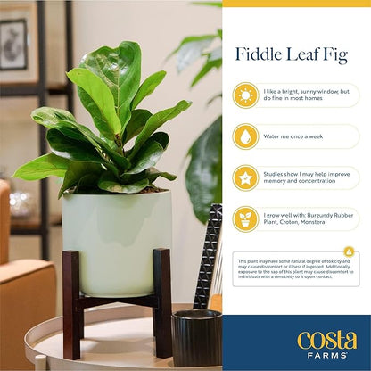 Costa Farms Fiddle Leaf Fig, Live Indoor Ficus Lyrata Floor Plant, Tropical Houseplant Potted in Nursery Planter, Housewarming, Birthday, Office and Living Room Decor, 2-3 Feet Tall