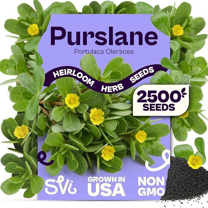 SVI 2500 Purslane Seeds (Portulaca oleracea) – Common Purslane, Verdolaga Seed Packets Bulk, Pigweed, Succulent Grow – Heat & Drought Tolerant Heirloom Herb Seeds, Indoor Herb Garden & Outdoor Garden