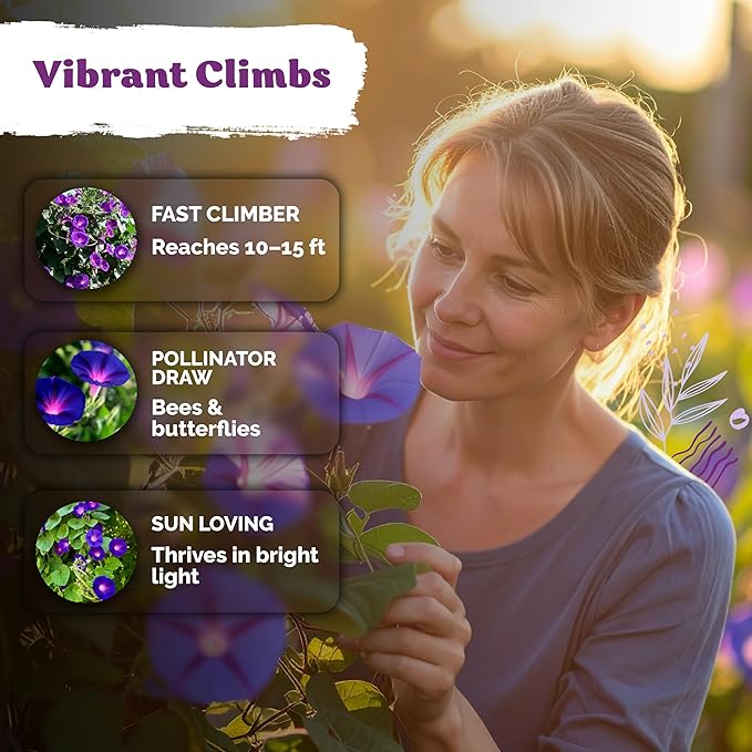 KVITER 150 Grandpa OTT Morning Glory Seeds (Ipomoea purpurea) – Vine Purple Climbing Blooms Flower Seeds to Plant Outside – Pollinator Heirloom Seed Packets for Garden, Trellises, Outdoor Flower Beds