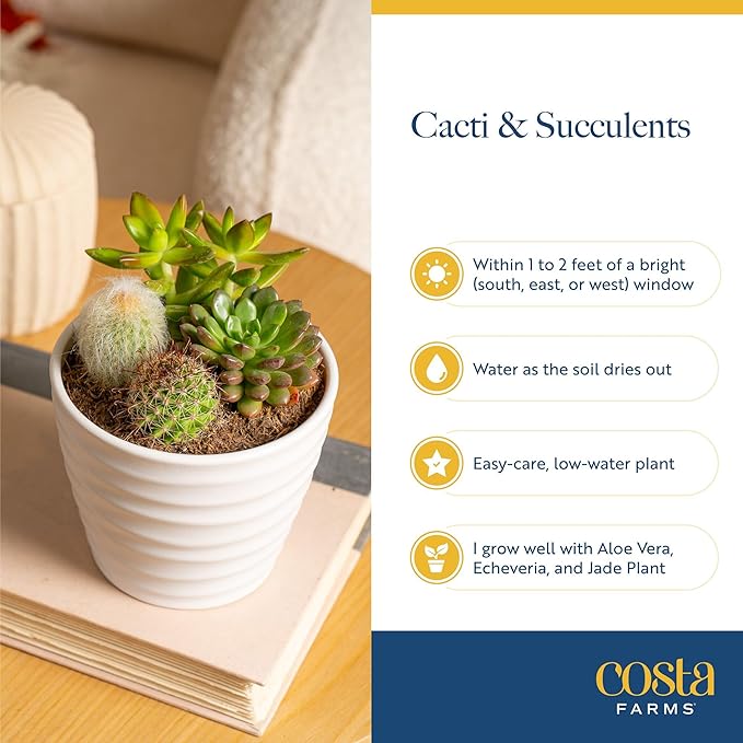 Costa Farms Jade Live Plant in Decorative Pot, Succulent Indoor Houseplant, Perfect for Home, Room, or Office Decor, Great House Warming or Birthday Gift, 4-6 Inches Tall