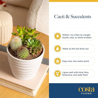 Costa Farms Jade Live Plant in Decorative Pot, Succulent Indoor Houseplant, Perfect for Home, Room, or Office Decor, Great House Warming or Birthday Gift, 4-6 Inches Tall