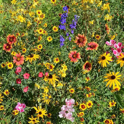 Outsidepride Mountain Wild Flower Seed Mix - 5 lbs Premium Blend of Annual & Perennial Wildflower Seeds for High-Elevation in USDA Zones 3-8, Ideal for Mountain Gardens, Low-Maintenance & Easy to Grow