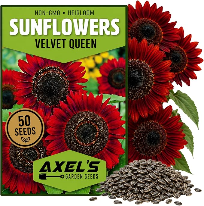 Red Sunflower Seeds for Planting - 50 Heirloom Non GMO Velvet Queen Flower Seeds Plant & Grow Home Outdoor Annual Garden - 1 Packet
