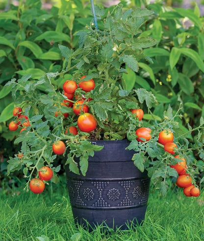Burpee 'Bush Early Girl' Hybrid Slicer Tomato | 30 Seeds