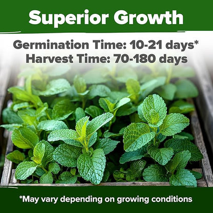 HOME GROWN Lemon Balm Seeds– 806 Non GMO Heirloom Seeds for Planting – Melissa officinalis Herb for Tea, Garden, Indoor or Outdoor Growing–Plant for Pots, Beds & Hydroponics(Melissa officinalis)