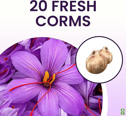 20 Saffron Sativus Crocus Corms - Premium Quality Saffron Bulbs for Planting with Comprehensive Growing Instructions