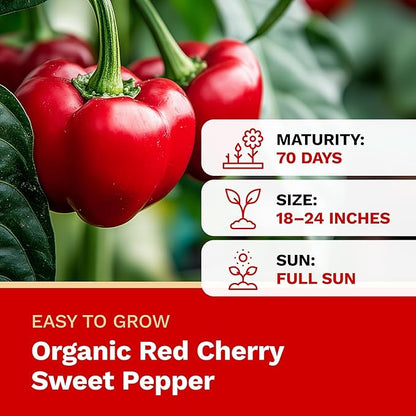 The Harvest Company Organic Red Cherry Sweet Pepper, Non-GMO, Certified USDA Organic, Open-Pollinated Garden Seeds for Indoor Outdoor Planting, 25 Seeds
