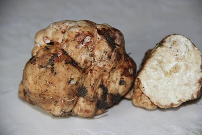 White Truffle Mushrooms Non GMO for Planting Mycelium Spawn Spores