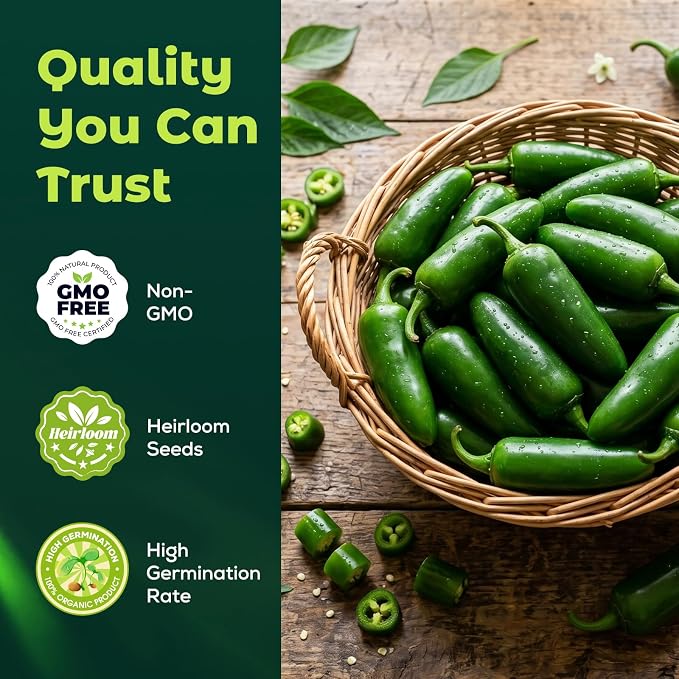 200 Heirloom Jalapeno Pepper Seeds for Planting – Hot Pepper, High Germination, Fast-Growing, Ideal for Home Garden, Container, or Greenhouse