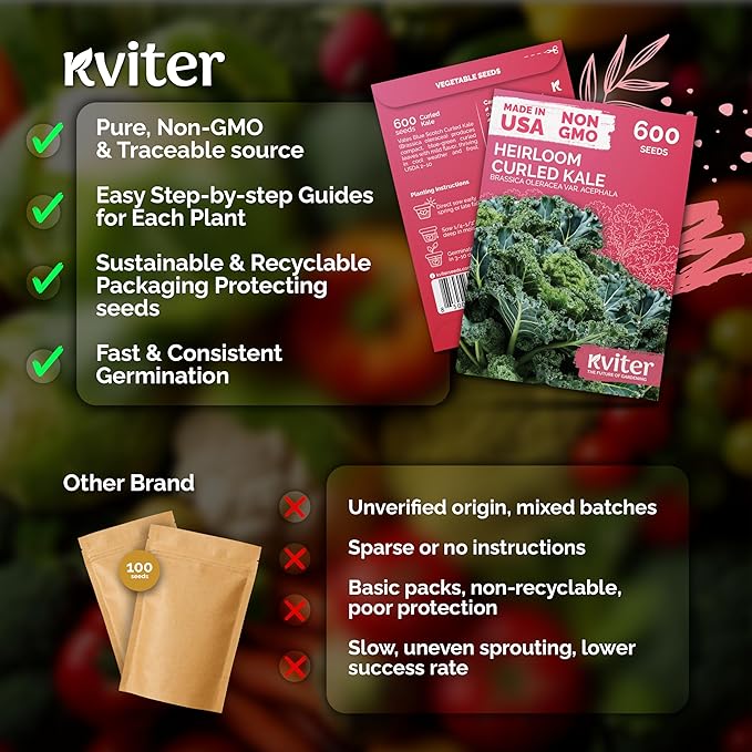 KVITER 600 Vates Blue Scotch Curly Kale Seeds (Brassica oleracea) – Curled Green Kale Seed Packets Heirloom Seed Outdoor & Indoor Home Garden – Cold Hardy Dwarf Vegetable Seeds for Planting