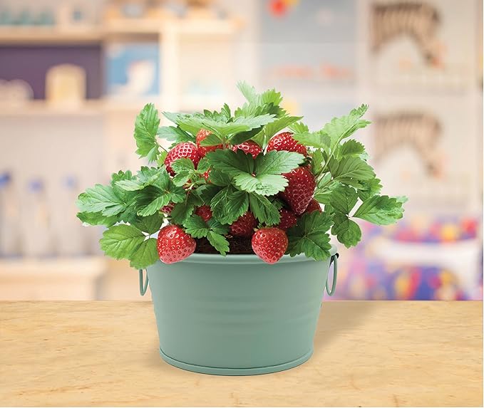 Buzzy Seeds Alpine Strawberry Grow Kit - Metal Windowsill Planter - Complete Indoor/Outdoor Gardening Kit with Seeds, Coconut Husk Growing Medium & Genuine Pots - 100% Grow Guarantee