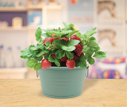 Buzzy Seeds Alpine Strawberry Grow Kit - Metal Windowsill Planter - Complete Indoor/Outdoor Gardening Kit with Seeds, Coconut Husk Growing Medium & Genuine Pots - 100% Grow Guarantee