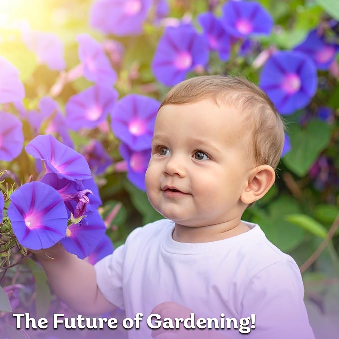 KVITER 150 Grandpa OTT Morning Glory Seeds (Ipomoea purpurea) – Vine Purple Climbing Blooms Flower Seeds to Plant Outside – Pollinator Heirloom Seed Packets for Garden, Trellises, Outdoor Flower Beds