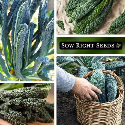 Sow Right Seeds - Lacinato Kale Seed for Planting - Non-GMO Heirloom Packet with Instructions to Plant a Home Vegetable Garden - Very Nutritious Superfood, Grow This Dinosaur Variety (3)