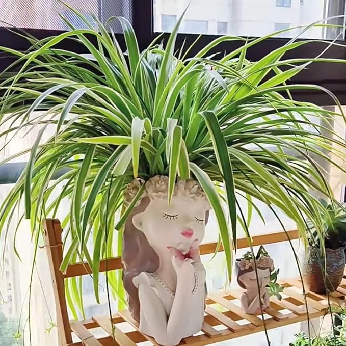 Resin Fairy Girl Planter with 2 Rooted Spider Plant Cuttings – Elegant Desktop Flower Pot & Home Décor Gift