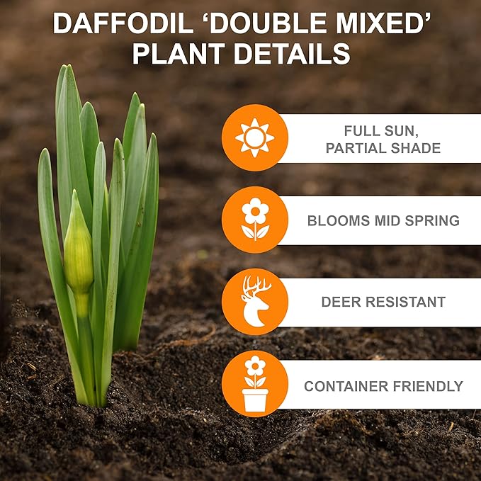 Garden State Bulb Double Mixed Daffodil Flower Bulbs, 14/16cm, Fall Planting (Bag of 50)
