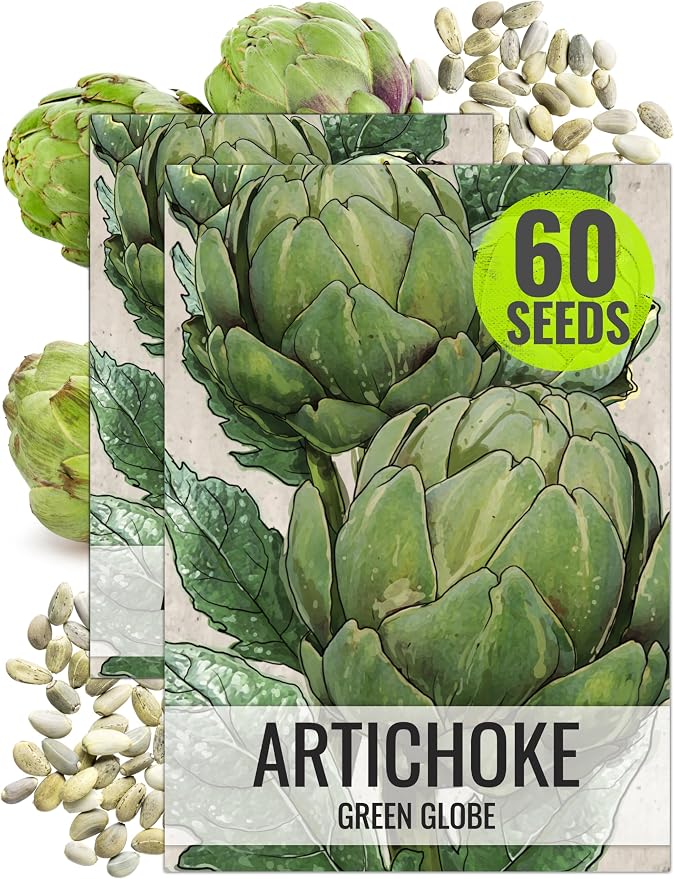 Seed Needs Green Globe Artichoke Seeds to Plant Heirloom & Non-GMO 2 Packs