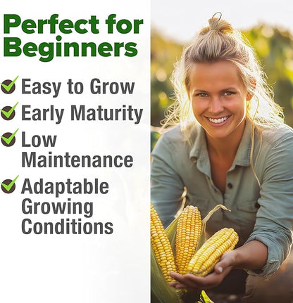 HOME GROWN Golden Bantam Sweet Corn Seeds 200+ Heirloom Non-GMO Seeds for Planting, High Germination, Yellow Kernel Corn on the Cob, Early Summer Harvest, Easy to Grow Home Garden Crop (Zea mays)