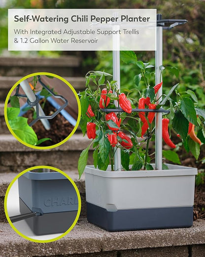 BUZZY Seeds Charly Chili Self-Watering Planter with Vertical Trellis – 1.2 Gal Reservoir, Large Capacity Planter for Chili Peppers, Bell Peppers & Eggplants (Grey)