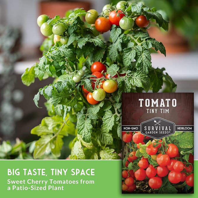 Tiny Tim Tomato Seeds - Dwarf Cherry Tomatoes for Planting Indoors or Patio, Compact Heirloom Variety for Containers, High Yield, Non-GMO - Survival Garden Seeds (2 Packs)
