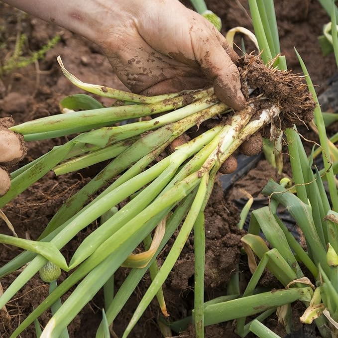 Organic Onion Seeds (Bunching Evergreen) - Approx 200 Seeds - USDA Organic, Non-GMO, Open Pollinated, Heirloom, USA Origin (Pack of 2)
